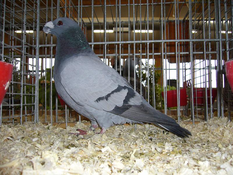 Kreisschau Coesfeld 2008 229.jpg - Dragoon blau mit schwarzen Binden von Alfosn Wortmann Preis HV 96 E